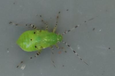 <i>Liocoris tripustulatus</i>