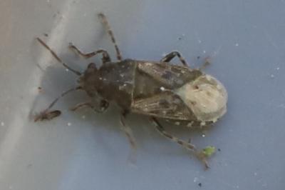 <i>Heterogaster urticae</i>