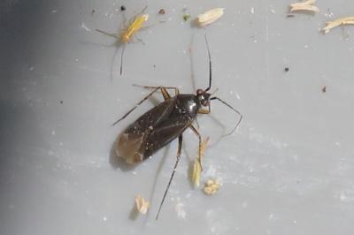 <i>Plagiognathus arbustorum</i>