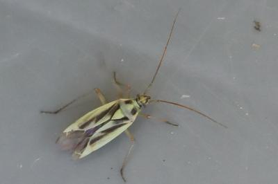 <i>Stenotus binotatus</i>