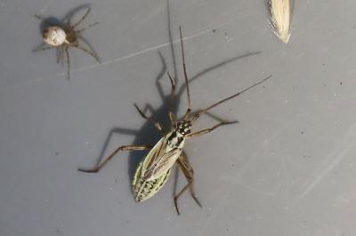 <i>Leptopterna dolabrata</i>