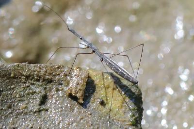 Hydrometra stagnorum