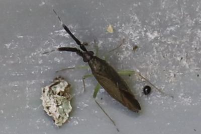 <i>Heterotoma planicornis</i>