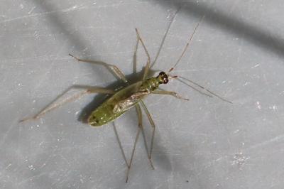 <i>Dicyphus</i>