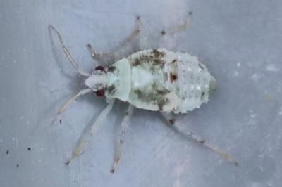 <i>Deraeocoris lutescens</i>