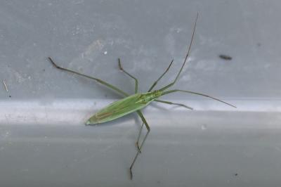 <i>Megaloceroea recticornis</i>
