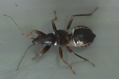 Himacerus mirmicoides