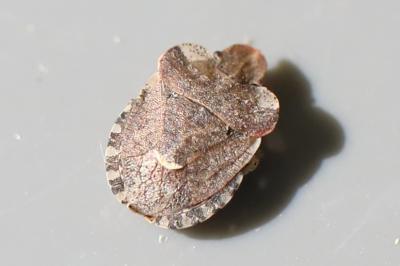 <i>Dyroderes umbraculatus</i>