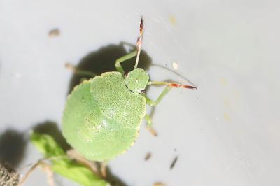 <i>Palomena prasina</i>