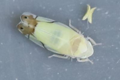 <i>Eurhadina</i>