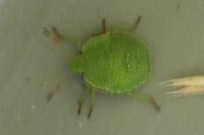 <i>Palomena prasina</i>