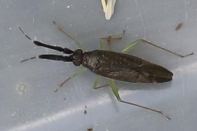 <i>Heterotoma planicornis</i>