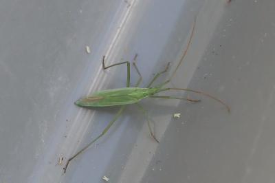 <i>Megaloceroea recticornis</i>