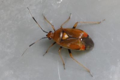 <i>Deraeocoris ruber</i>
