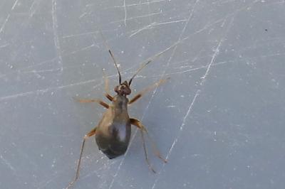 <i>Orthonotus rufifrons</i>