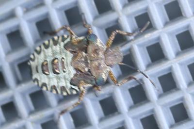 <i>Pentatoma rufipes</i>