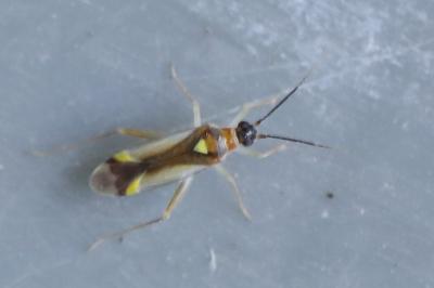 <i>Campyloneura virgula</i>