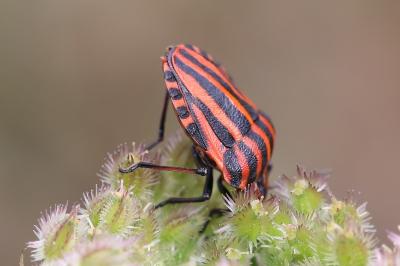 <i>Graphosoma italicum</i>