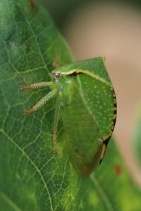 <i>Stictocephala alta</i>