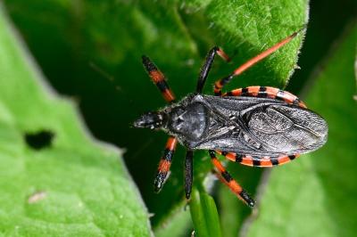 <i>Rhynocoris annulatus</i>