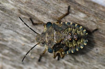 <i>Pentatoma rufipes</i>