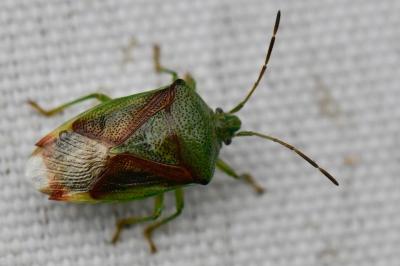 <i>Elasmostethus</i>