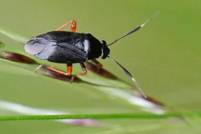 <i>Capsus ater</i>