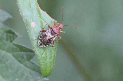 <i>Rhopalus subrufus</i>