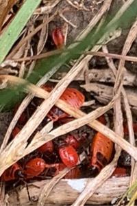 <i>Pyrrhocoris apterus</i>