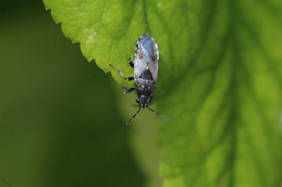 <i>Heterogaster cathariae</i>