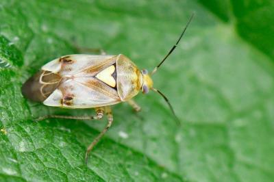 <i>Lygus pratensis</i>