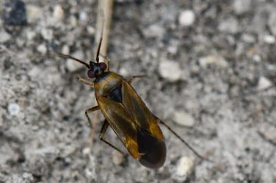 <i>Plagiognathus arbustorum</i>