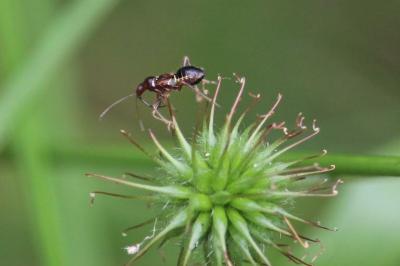 <i>Himacerus mirmicoides</i>