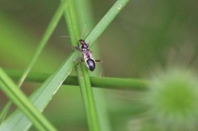 <i>Himacerus mirmicoides</i>