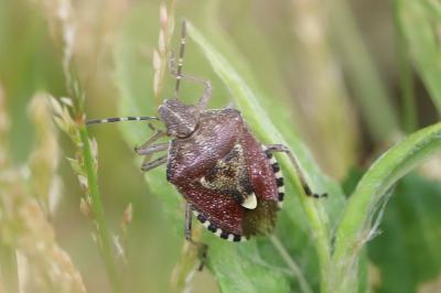 <i>Dolycoris baccarum</i>