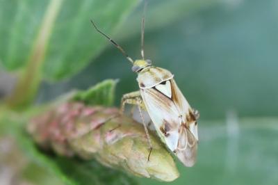 <i>Lygus pratensis</i>