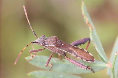 <i>Camptopus lateralis</i>