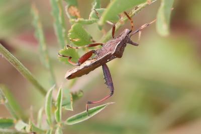 <i>Camptopus lateralis</i>