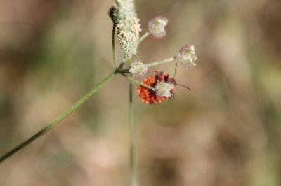 <i>Graphosoma italicum</i>