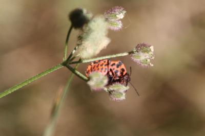 <i>Graphosoma italicum</i>