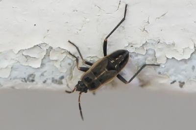 <i>Graptopeltus lynceus</i>