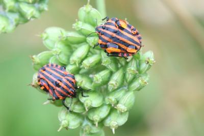 <i>Graphosoma italicum</i>