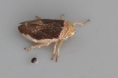Philaenus spumarius