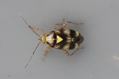 <i>Liocoris tripustulatus</i>
