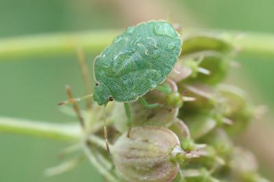 Palomena prasina