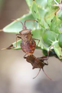 <i>Coreus marginatus</i>
