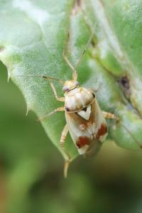 <i>Lygus pratensis</i>