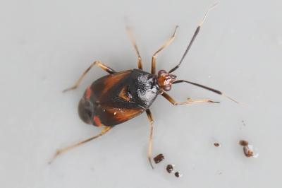 <i>Deraeocoris ruber</i>