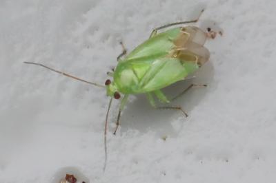 <i>Apolygus spinolae</i>