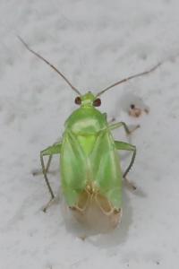 <i>Apolygus spinolae</i>